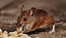 24 Hour & Emergency Exterminators in Falmouth, MA